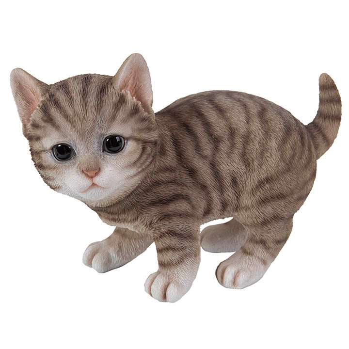 realistic looking brown tabby kitten with big eyes standing facing forward